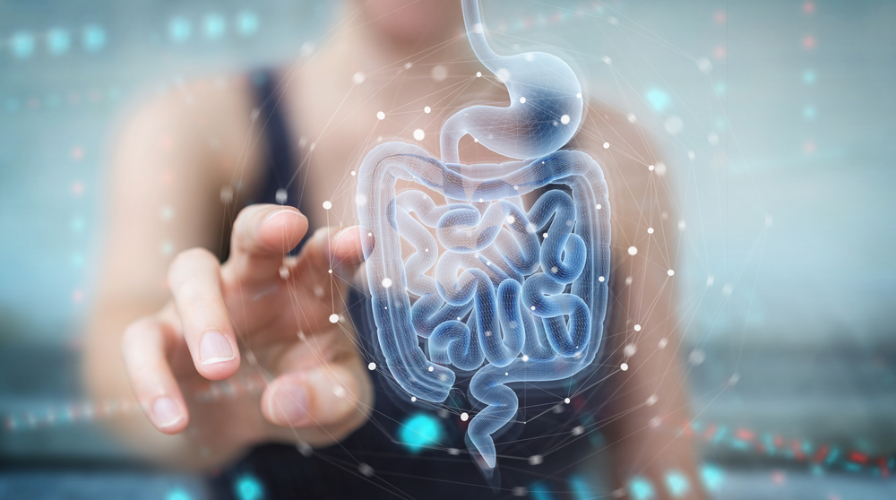Digital representation of human digestive system