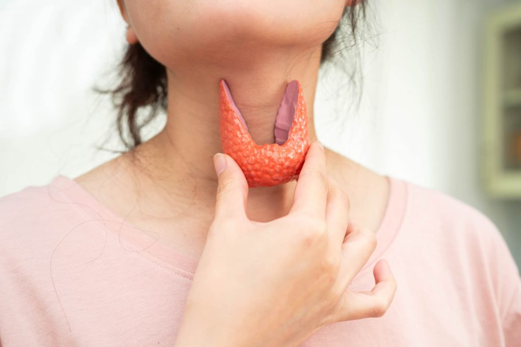 Person holding a thyroid model.
