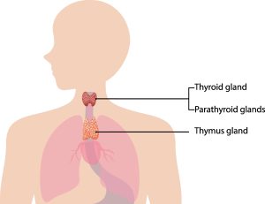 Comparing thymus vs. thyroid gland location and structure in the human body