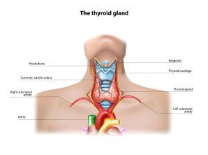 Function of the thyroid gland in the human neck