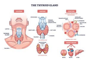 Thyroid removal surgery options for a patient